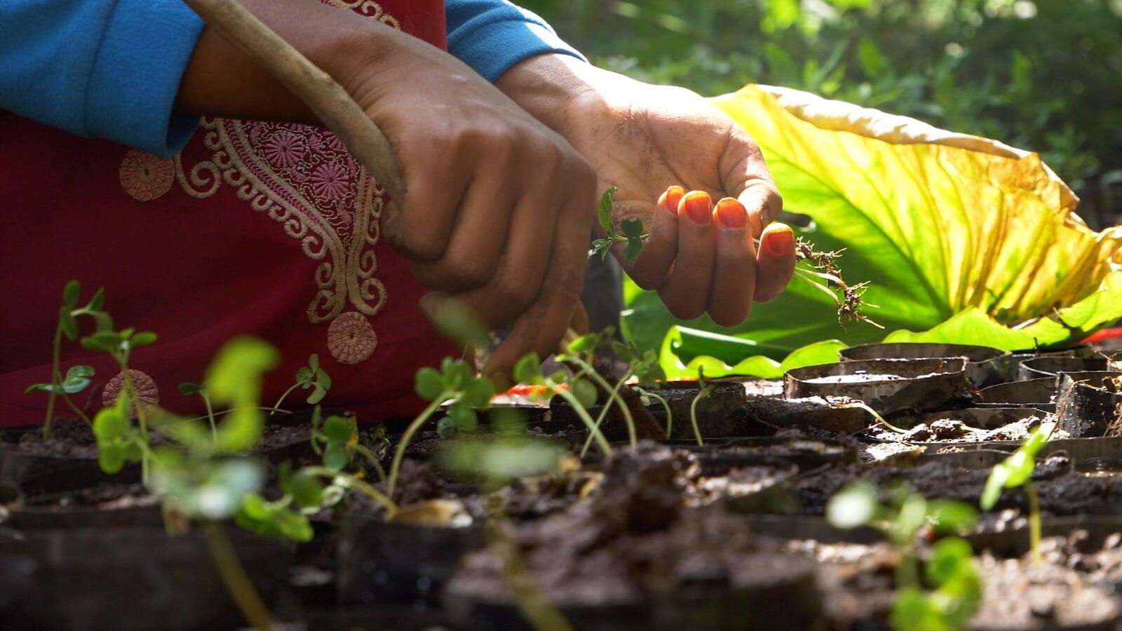 Sustaining Paradise: Unlocking the Potential of Tree Planting in the Solomon Islands